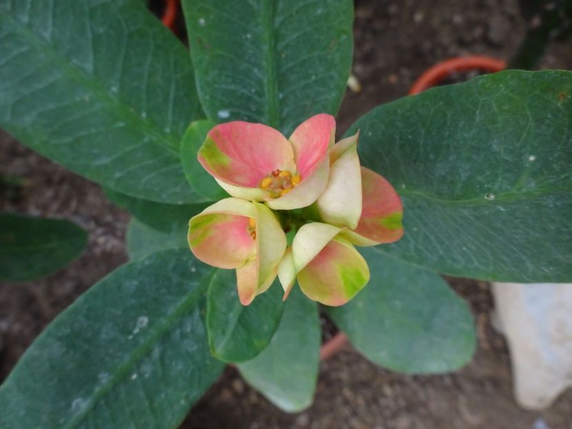  - Gradina Botanica feb 2017