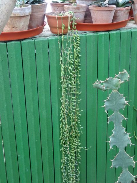  - Gradina Botanica feb 2017