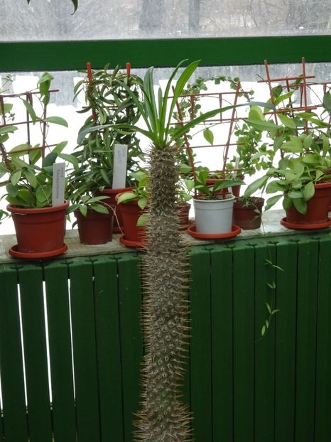  - Gradina Botanica feb 2017