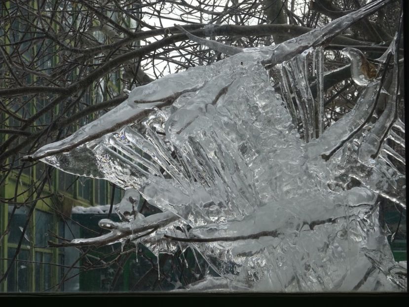  - Gradina Botanica feb 2017