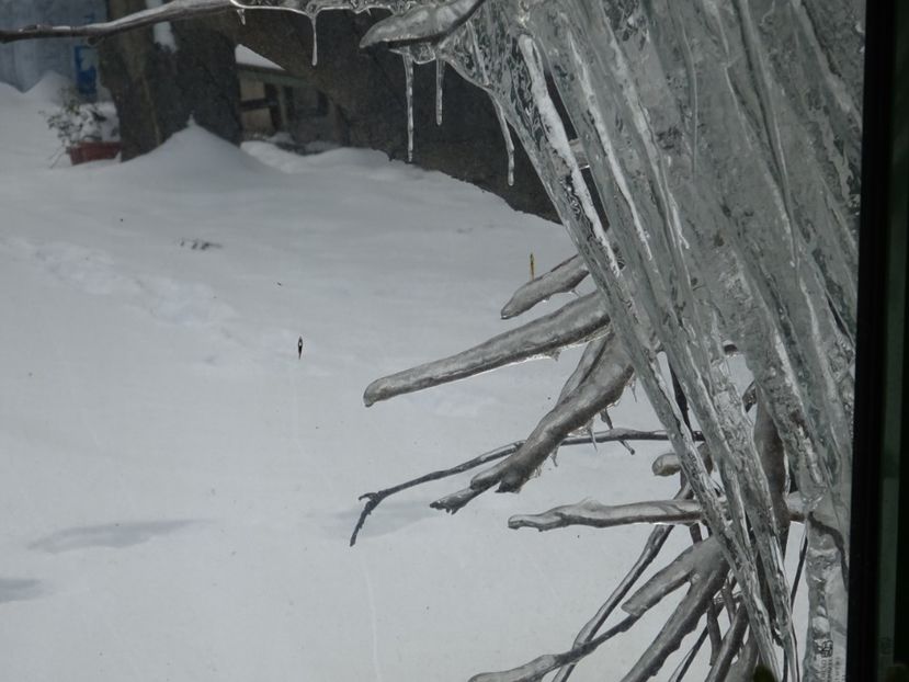  - Gradina Botanica feb 2017