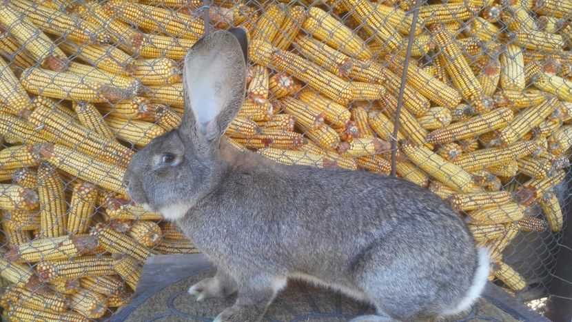 Vandut -Mascul Urias Gri 8 luni - De vanzare