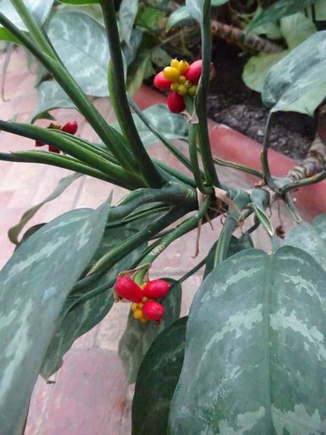  - Gradina Botanica feb 2017