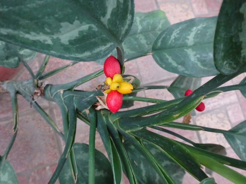  - Gradina Botanica feb 2017