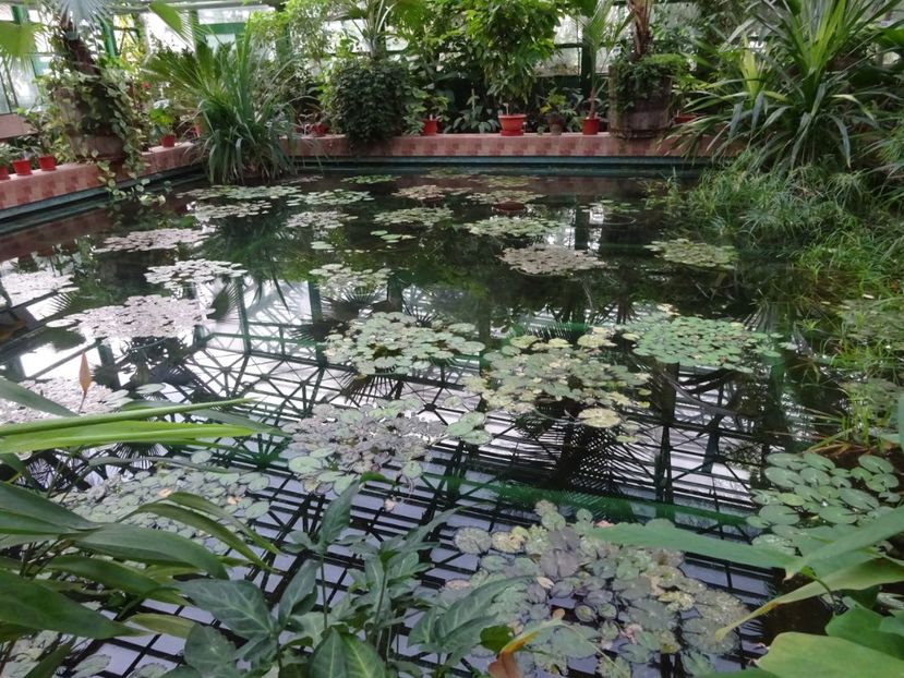  - Gradina Botanica feb 2017