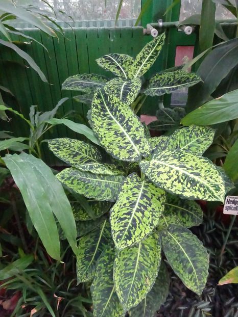  - Gradina Botanica feb 2017