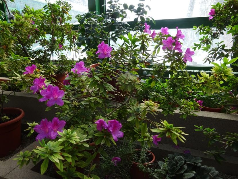  - Gradina Botanica feb 2017