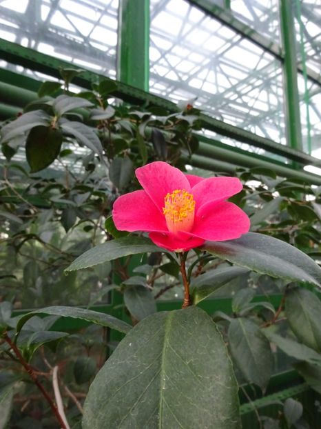  - Gradina Botanica feb 2017