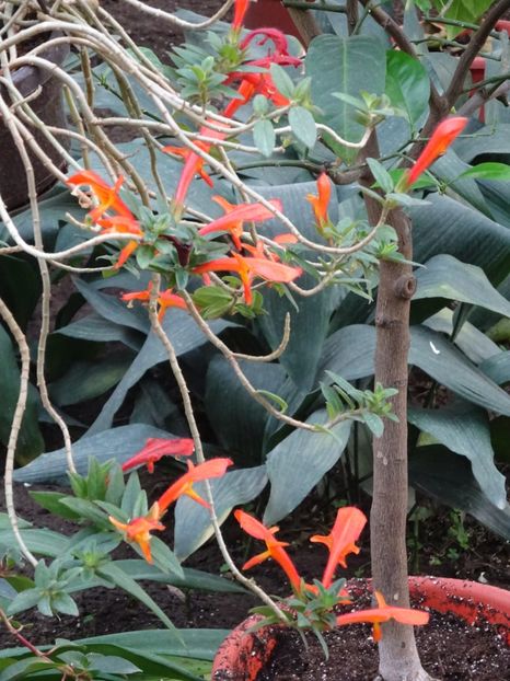  - Gradina Botanica feb 2017