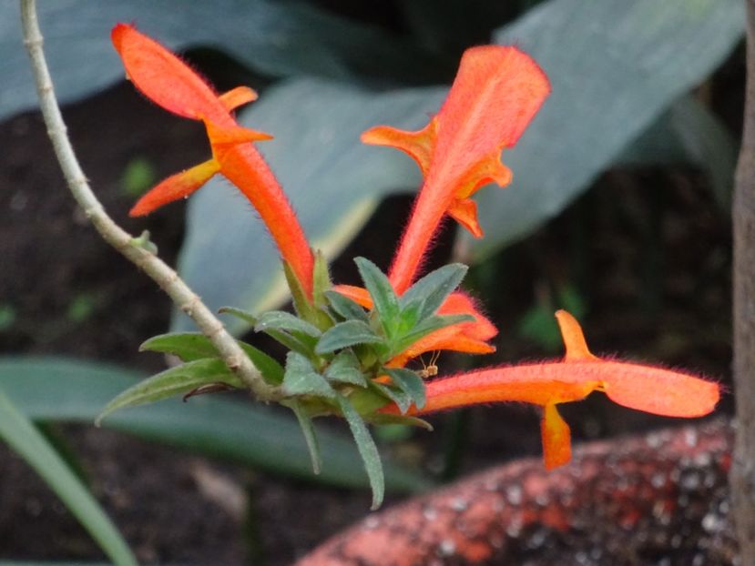  - Gradina Botanica feb 2017