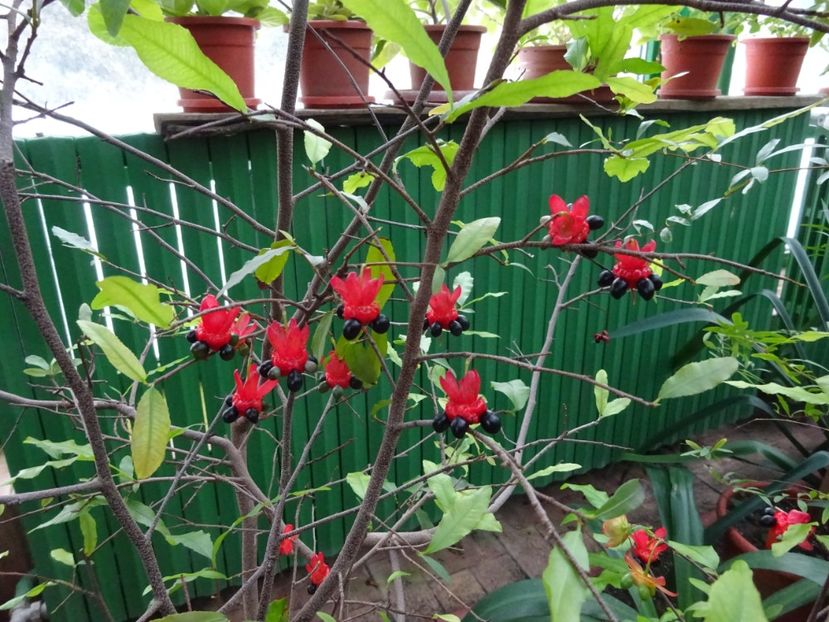  - Gradina Botanica feb 2017