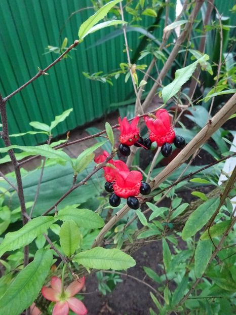  - Gradina Botanica feb 2017