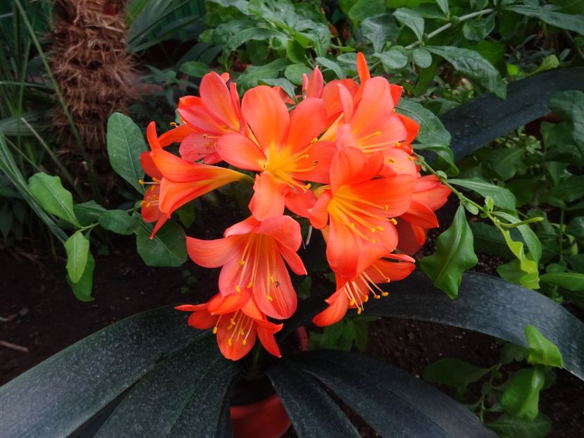  - Gradina Botanica feb 2017