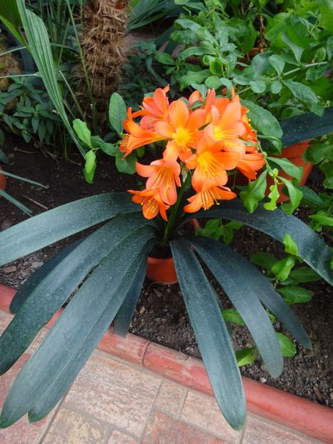  - Gradina Botanica feb 2017