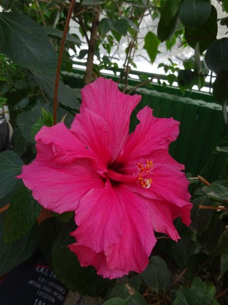  - Gradina Botanica feb 2017