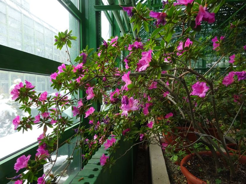  - Gradina Botanica feb 2017