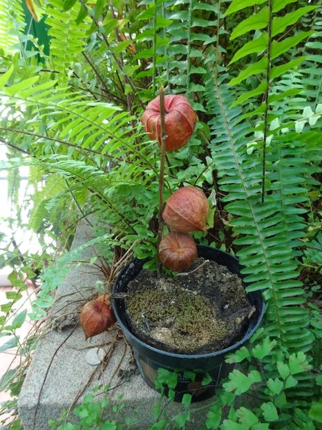  - Gradina Botanica feb 2017