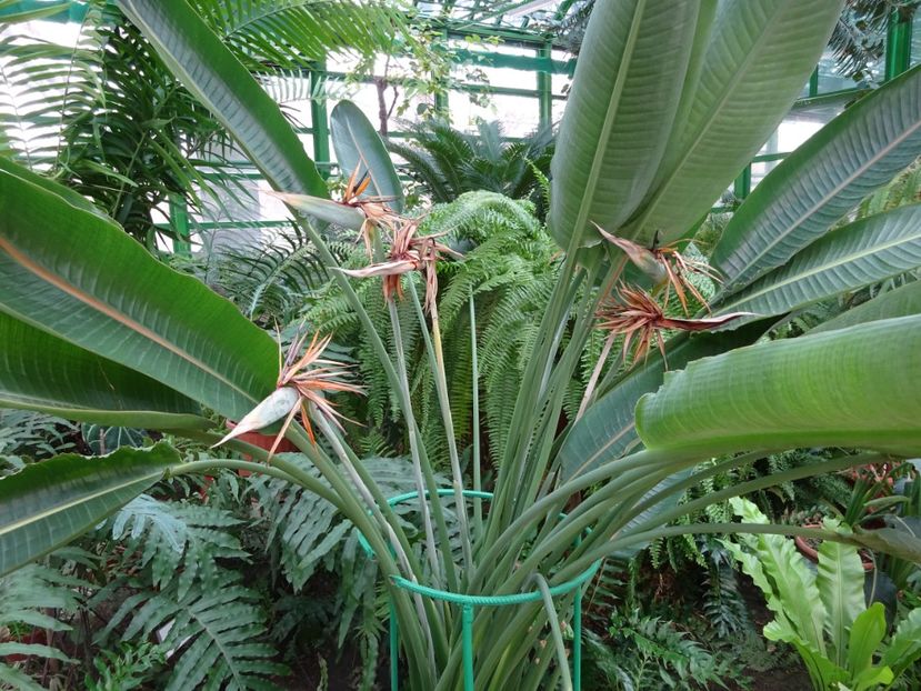  - Gradina Botanica feb 2017