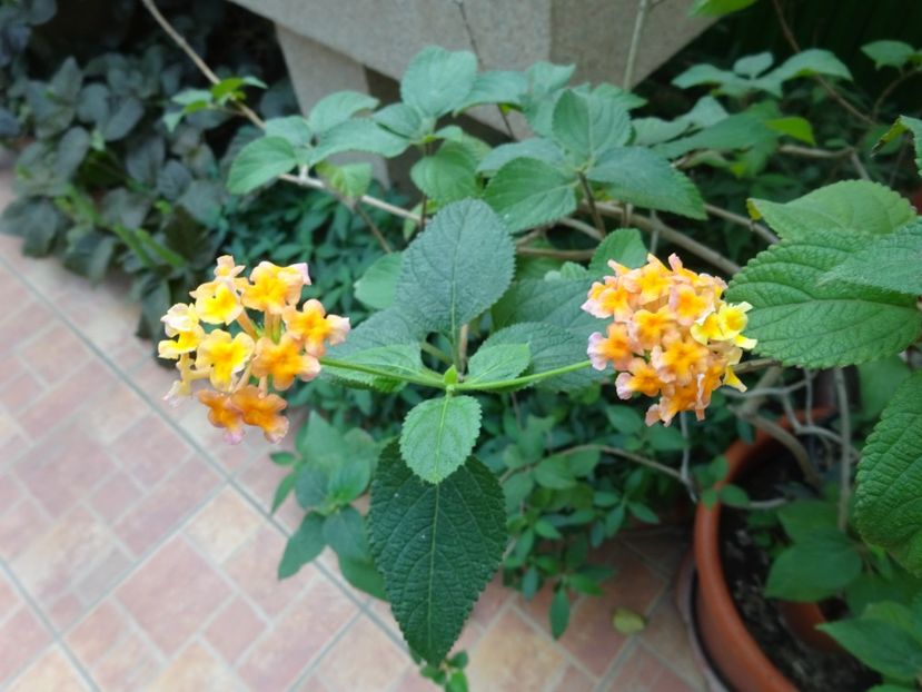  - Gradina Botanica feb 2017