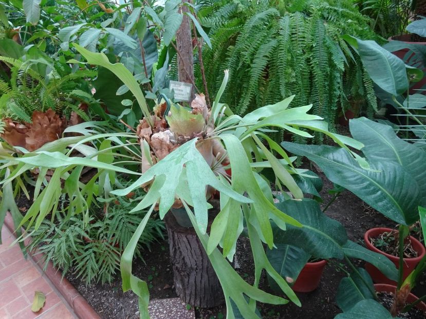  - Gradina Botanica feb 2017