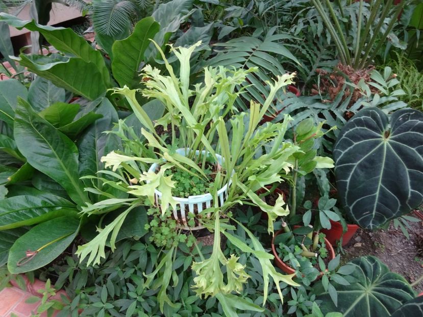  - Gradina Botanica feb 2017