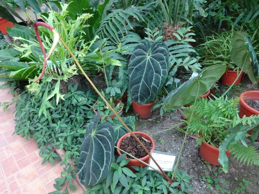  - Gradina Botanica feb 2017