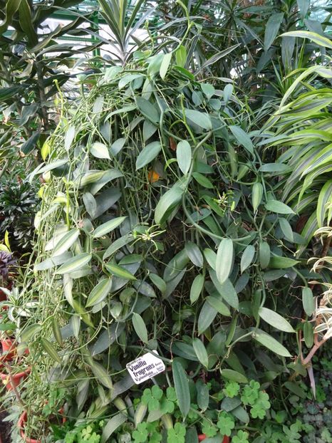  - Gradina Botanica feb 2017