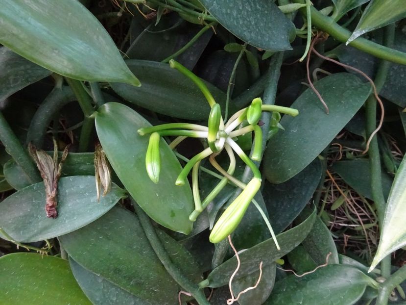  - Gradina Botanica feb 2017