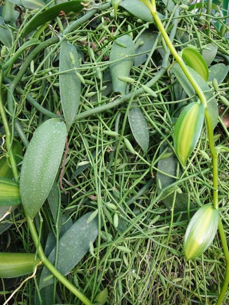  - Gradina Botanica feb 2017