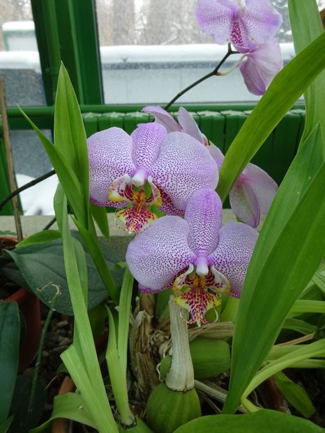  - Gradina Botanica feb 2017