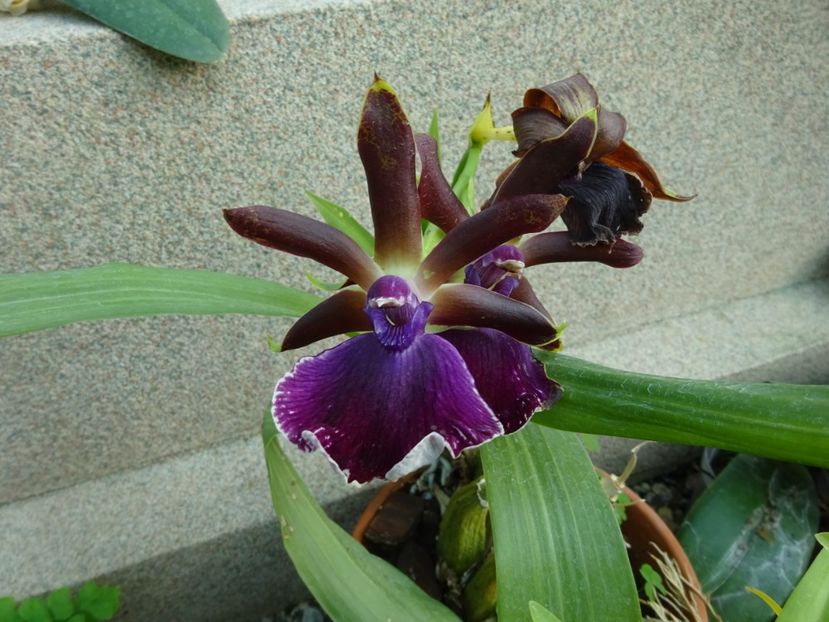  - Gradina Botanica feb 2017