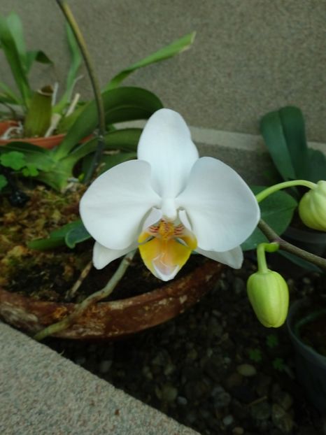  - Gradina Botanica feb 2017