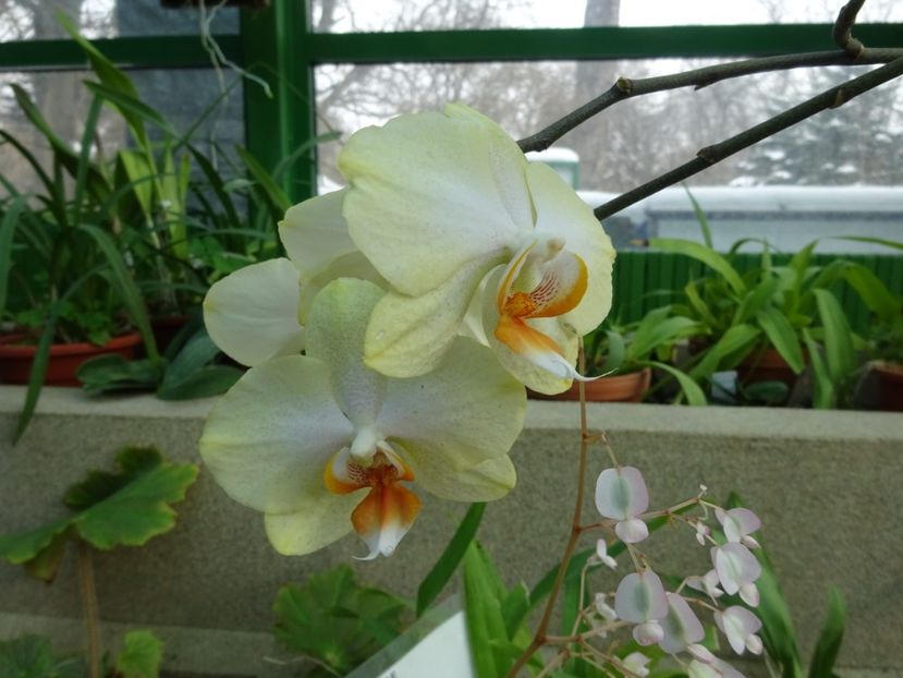  - Gradina Botanica feb 2017