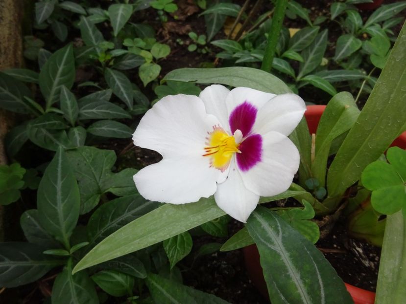  - Gradina Botanica feb 2017