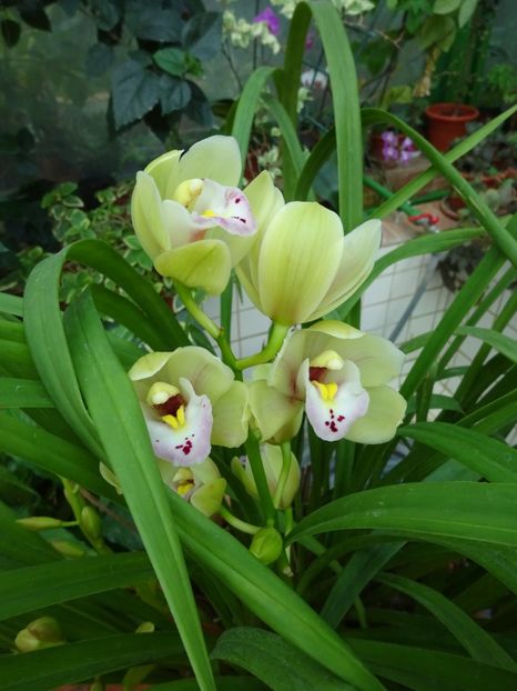  - Gradina Botanica feb 2017