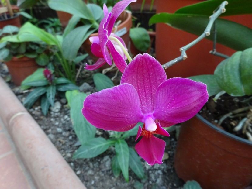  - Gradina Botanica feb 2017