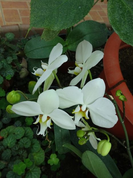  - Gradina Botanica feb 2017