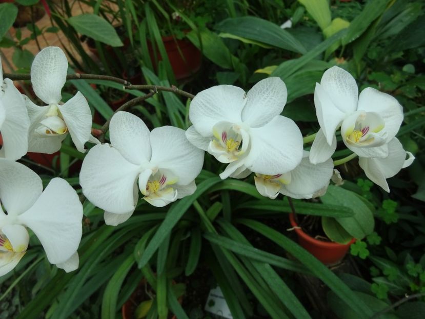  - Gradina Botanica feb 2017