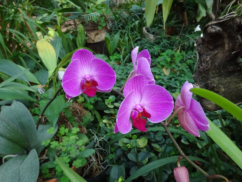  - Gradina Botanica feb 2017