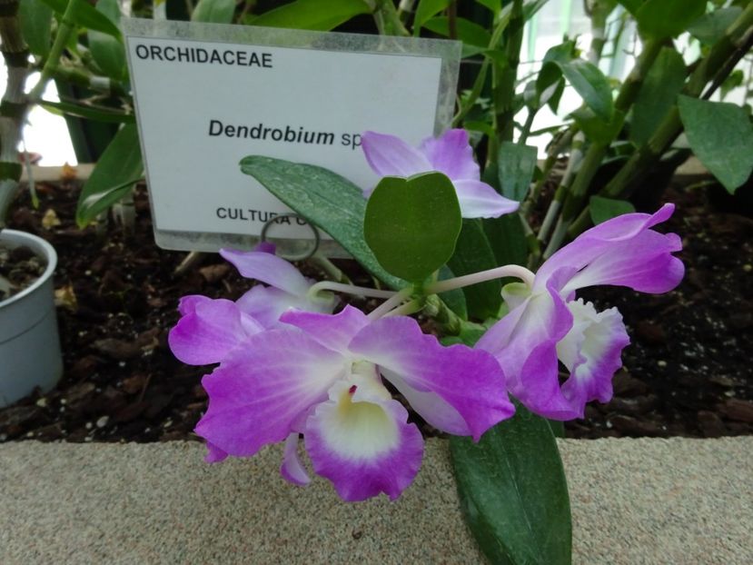  - Gradina Botanica feb 2017