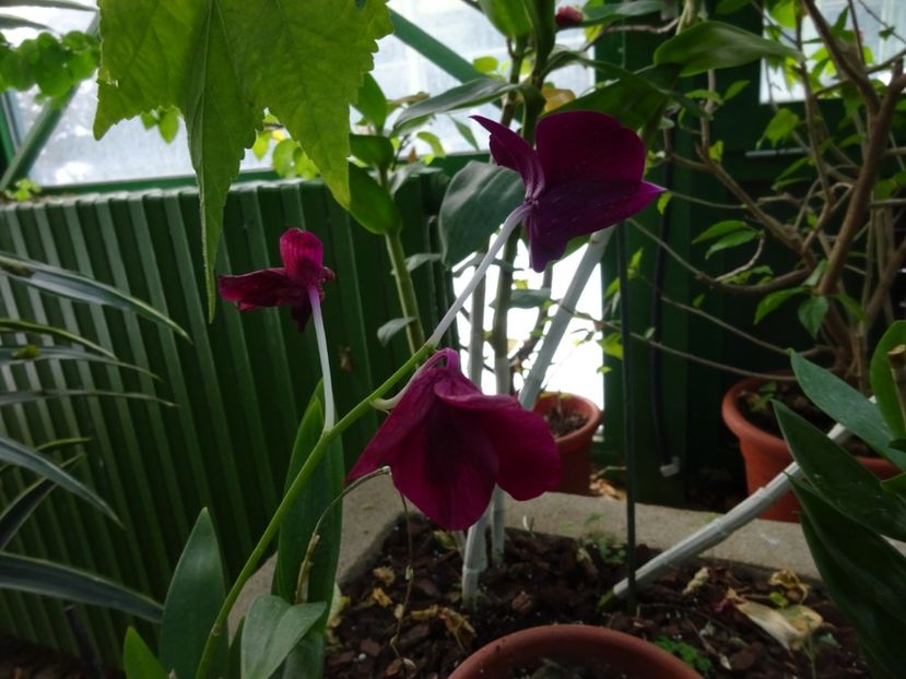  - Gradina Botanica feb 2017