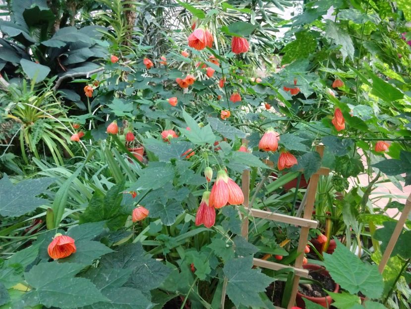  - Gradina Botanica feb 2017