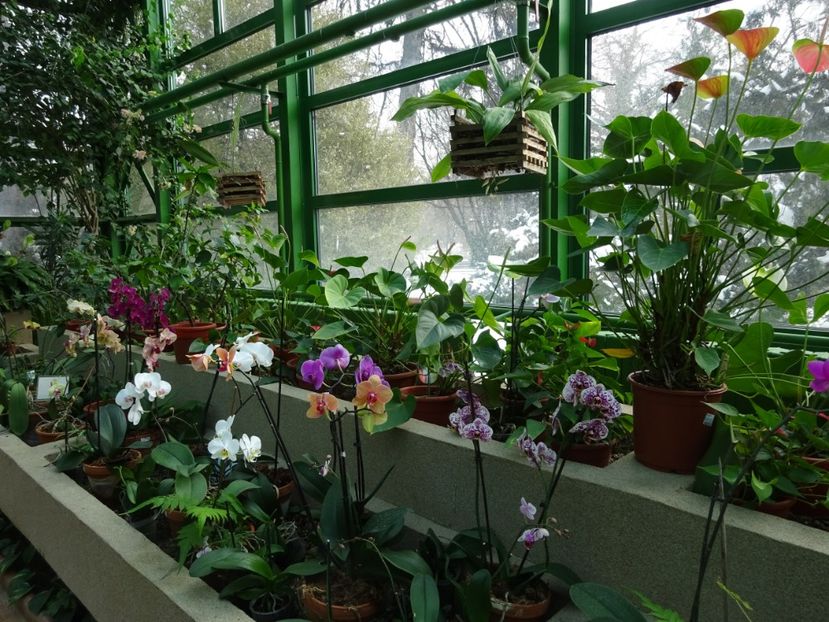  - Gradina Botanica feb 2017