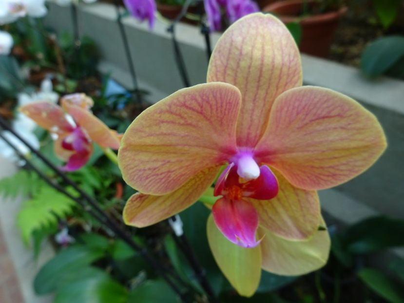  - Gradina Botanica feb 2017