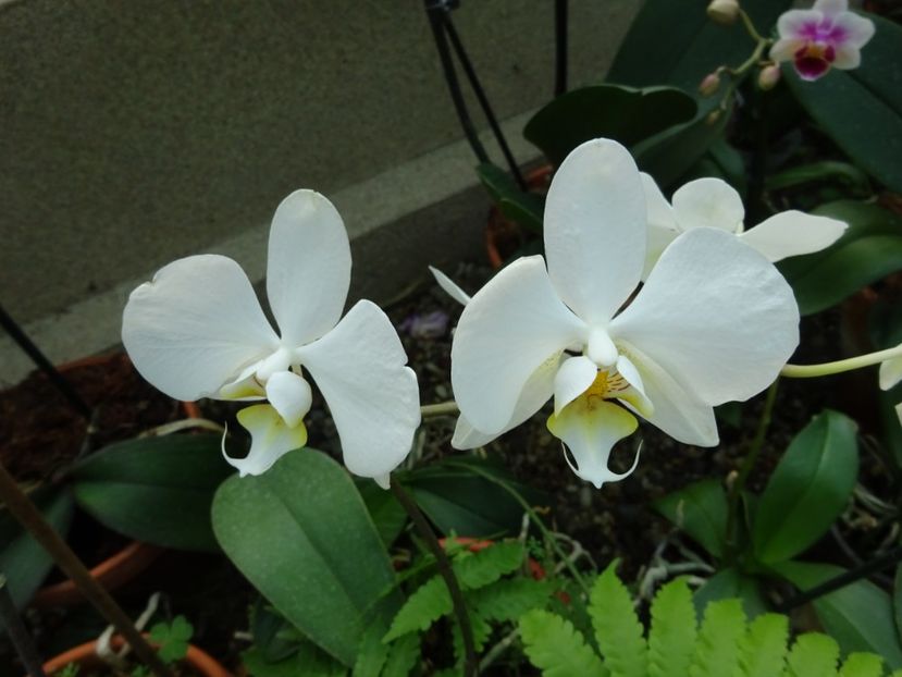  - Gradina Botanica feb 2017