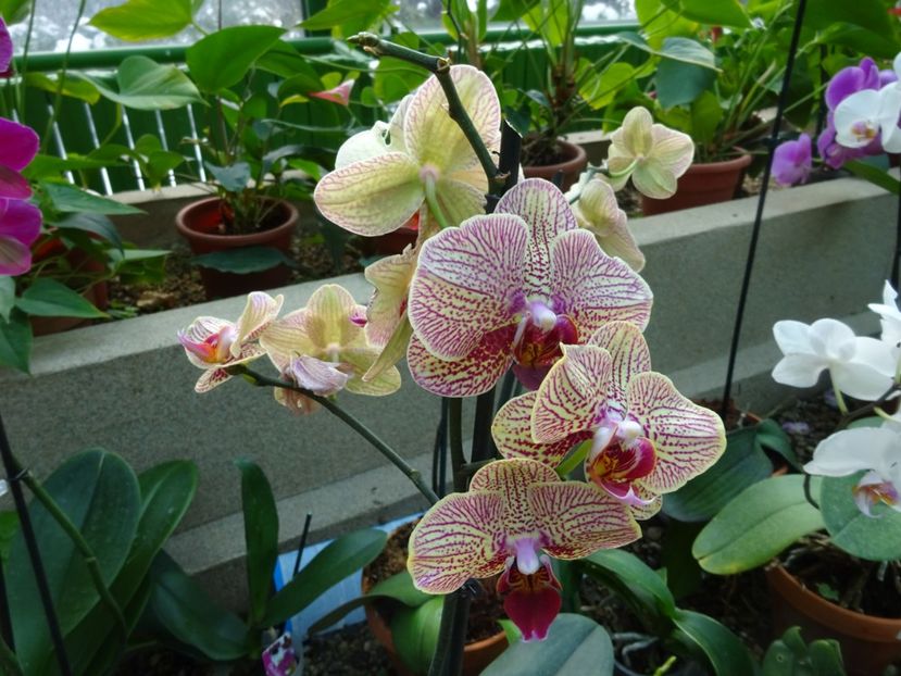  - Gradina Botanica feb 2017