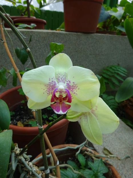  - Gradina Botanica feb 2017