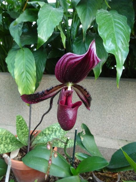  - Gradina Botanica feb 2017