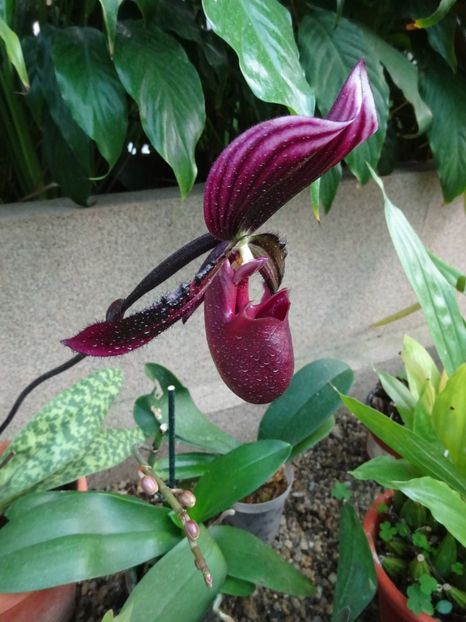  - Gradina Botanica feb 2017