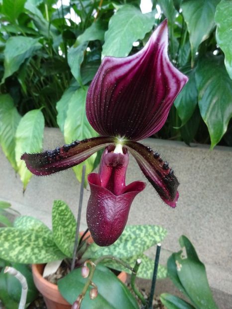  - Gradina Botanica feb 2017